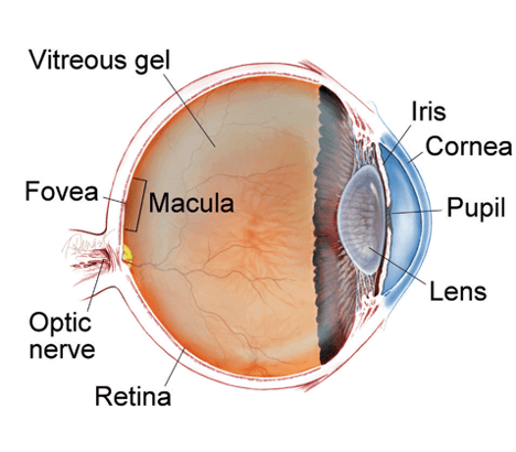 Diagram of the retina